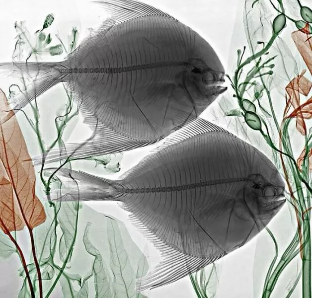 Rayons x vs nature - #23 