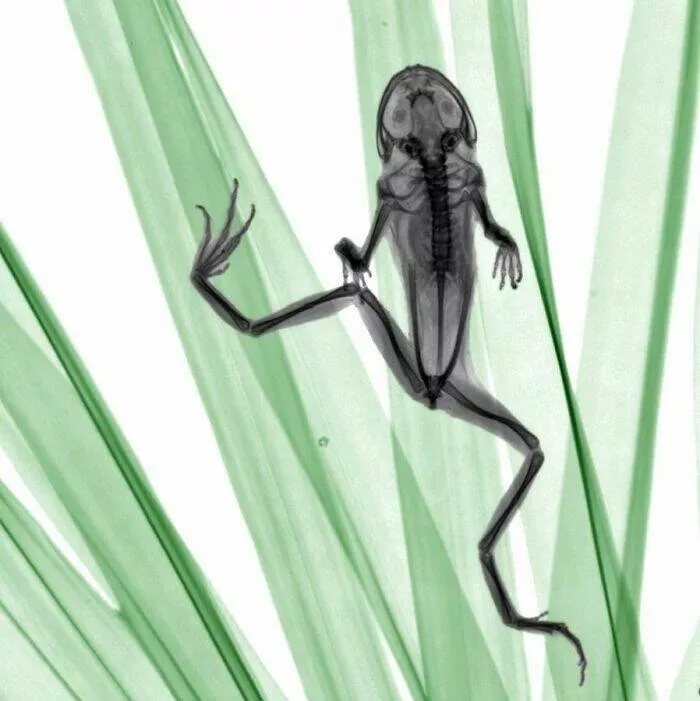 X ray vs nature - #25 