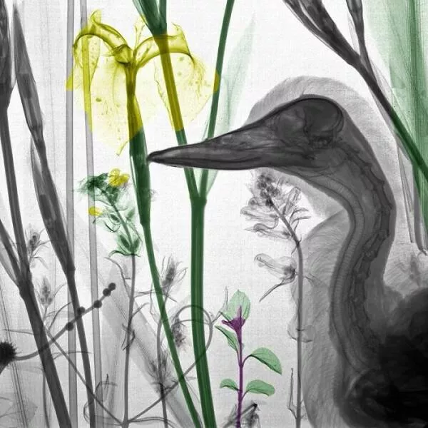 Rayons x vs nature - #26 