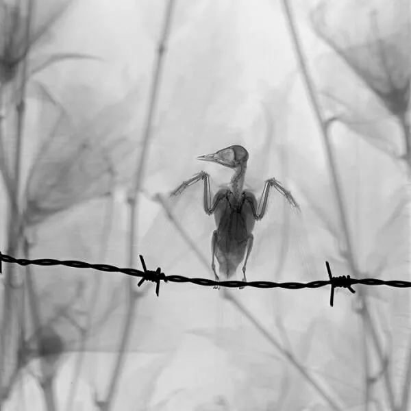 X ray vs nature - #27 