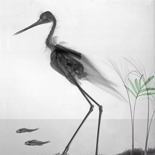 X ray vs nature - #28 