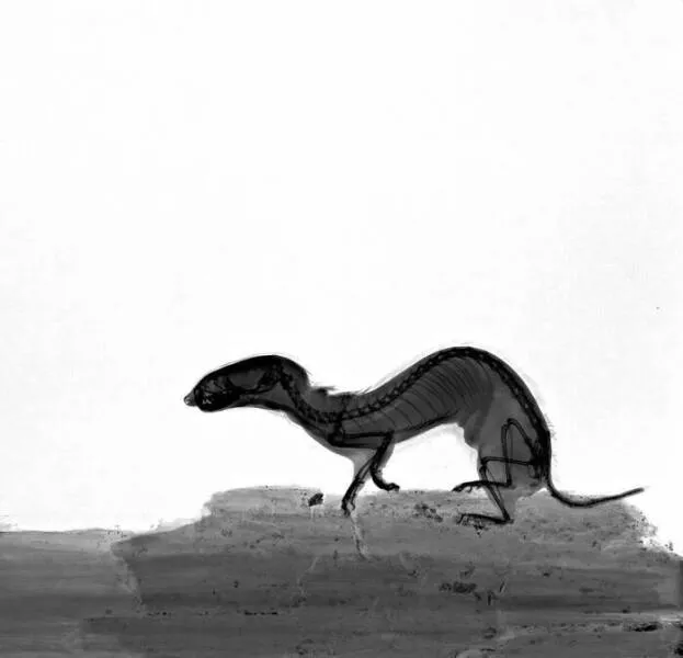 X ray vs nature - #29 