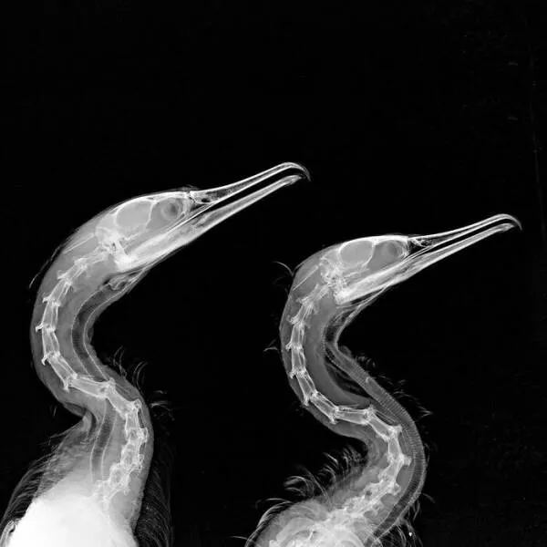 X ray vs nature - #30 