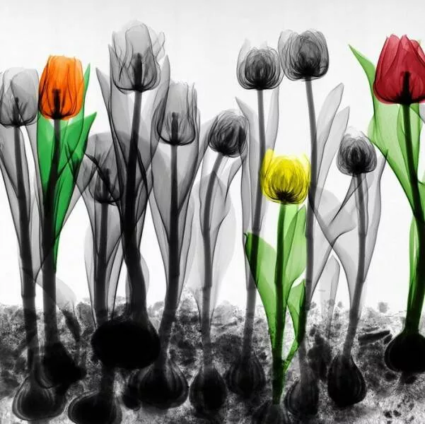 X ray vs nature - #4 