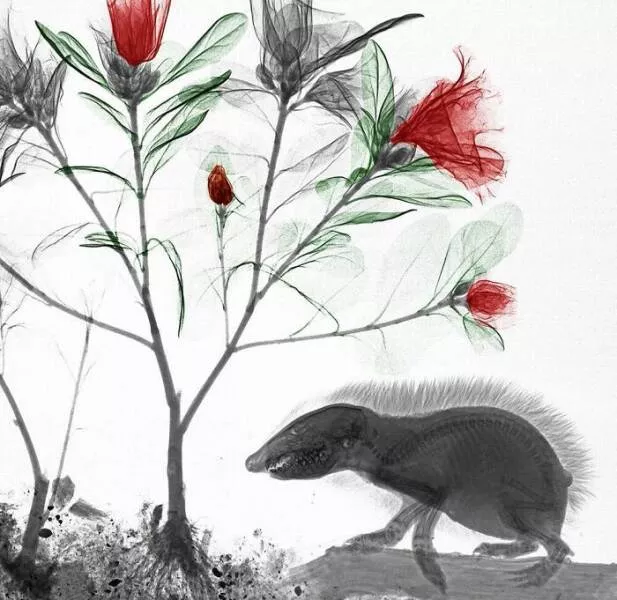 X ray vs nature - #5 