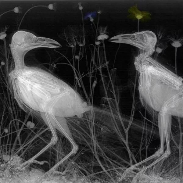 X ray vs nature - #6 