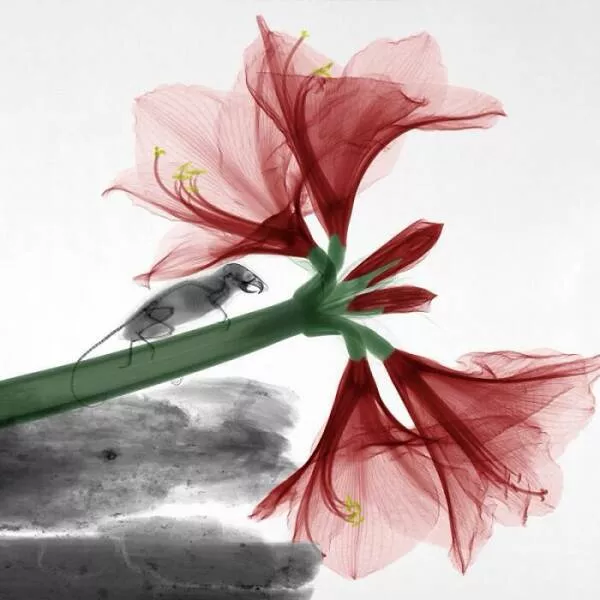 X ray vs nature - #7 