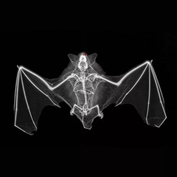 X ray vs nature - #8 