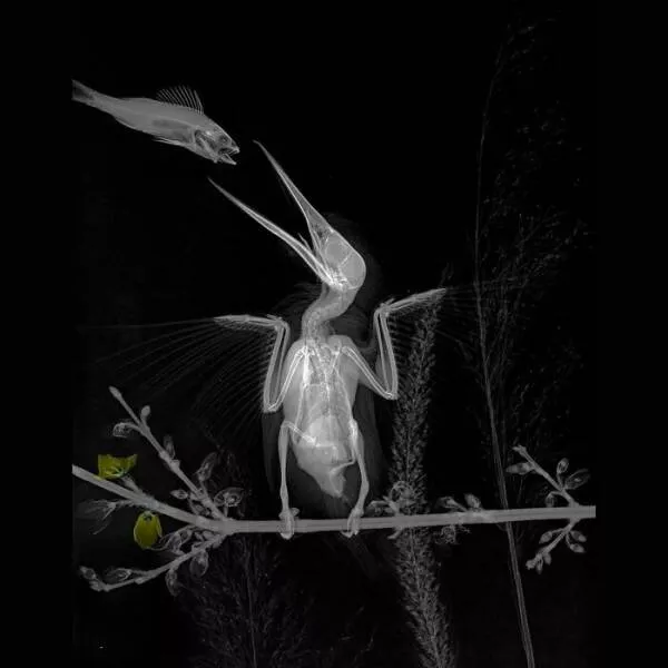 X ray vs nature - #9 