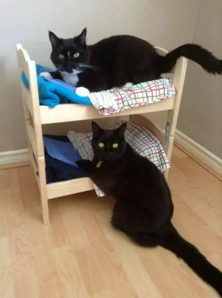 Picdump 747 - #40 