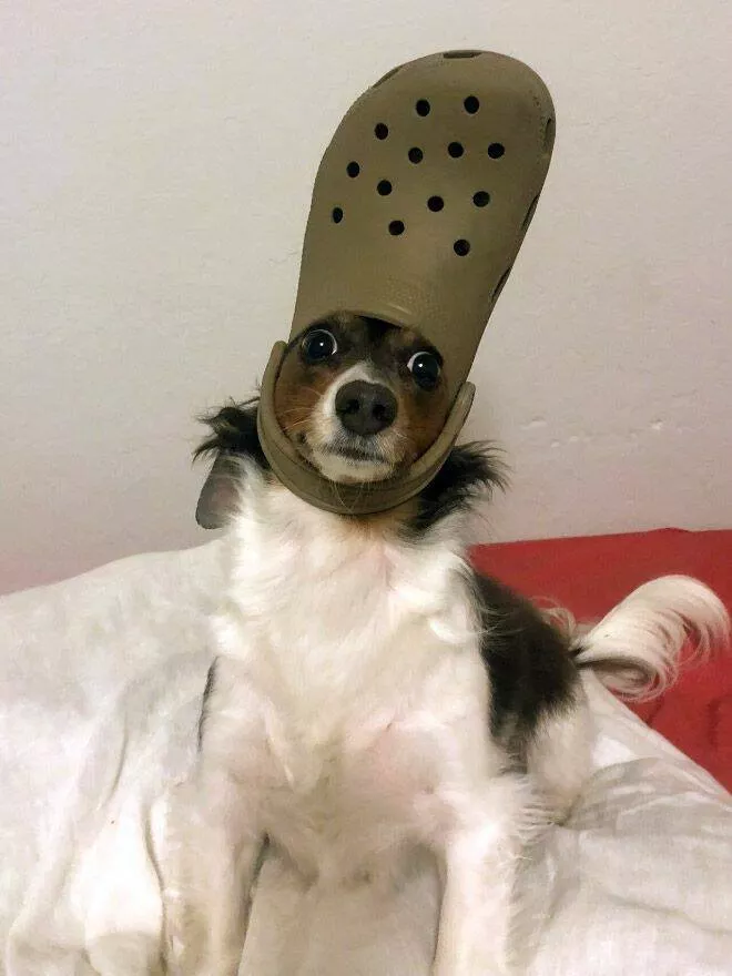 Picdump 755 - #18 