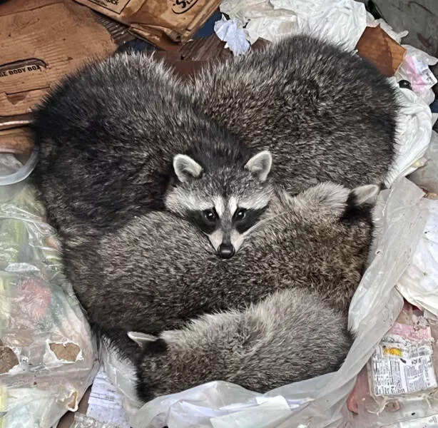 Rare things to see - #21 