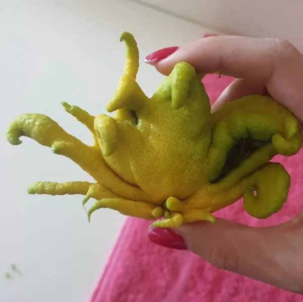 Rare things to see - #33 