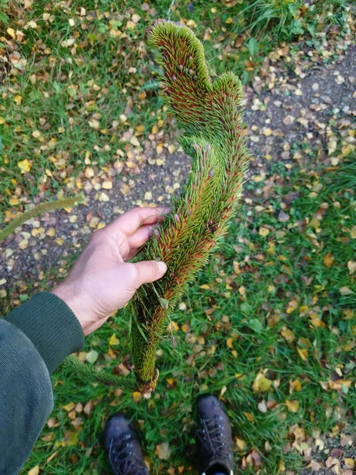 Rare things to see - #8 