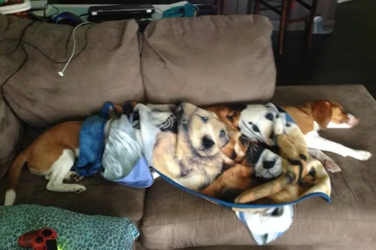Picdump 756 - #34 The longest dog in the world...