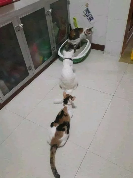 Picdump 758 - #38 La queue des chats