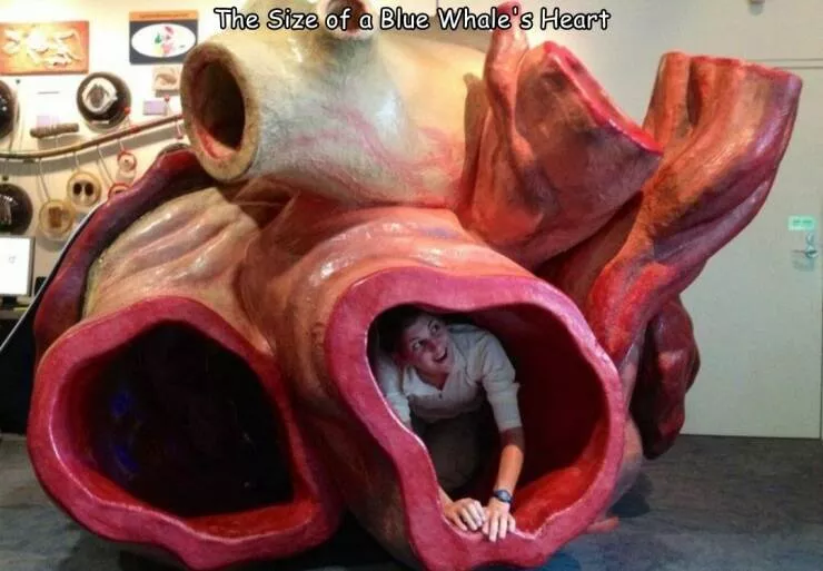 Picdump 759 - #29 The size of a heart of a whale