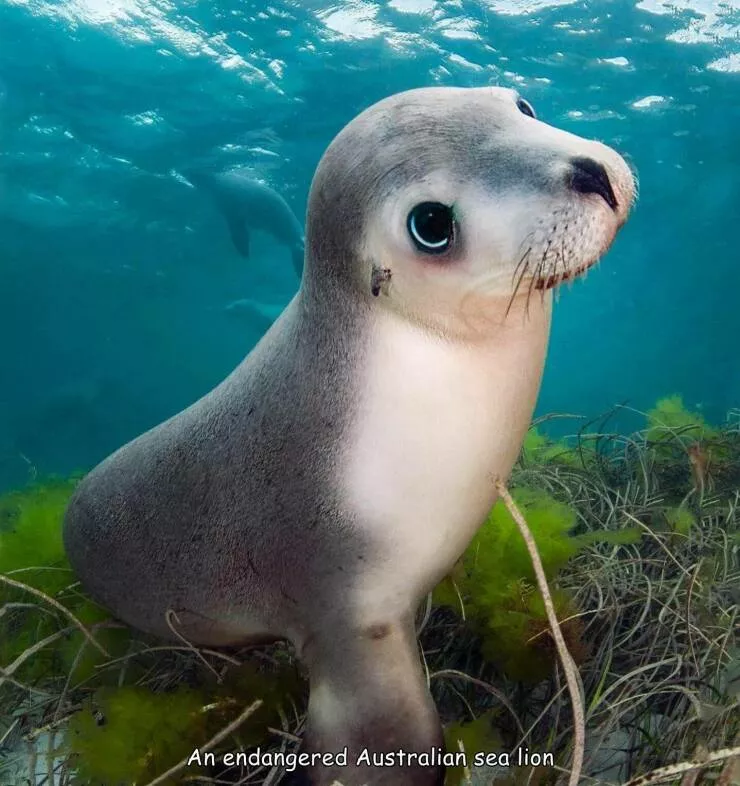 Picdump 759 - #39 Sea lion