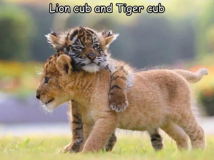 Picdump 759 - #45 Lion and tiger friends