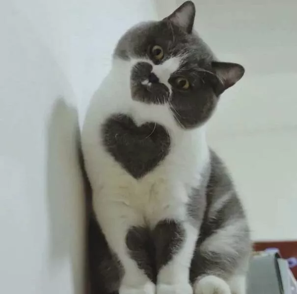 Picdump 759 - #60 Love cat