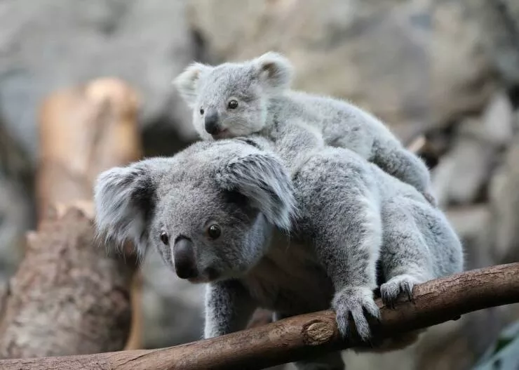 Picdump 761 - #25 Jolis koala 