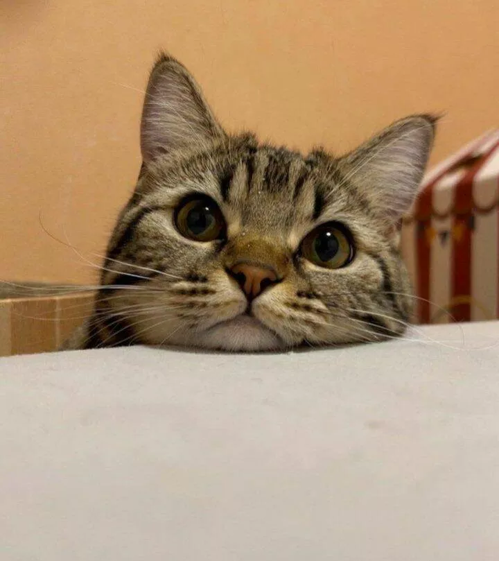 Picdump 762 - #53 Joli regard du chat