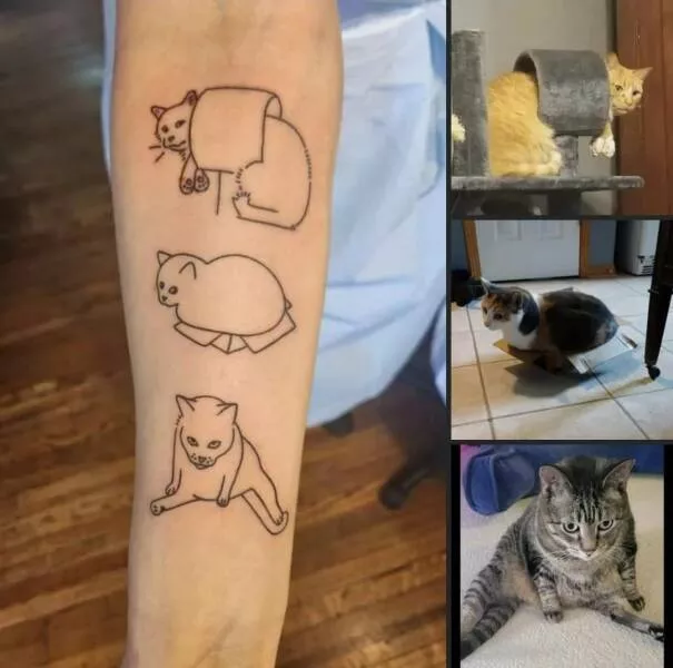 Picdump 763 - #13 Funny cat