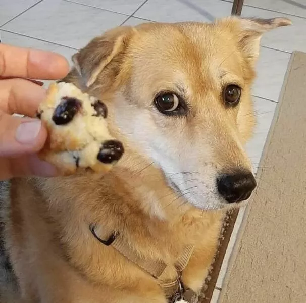 Picdump 763 - #7 Dog's head