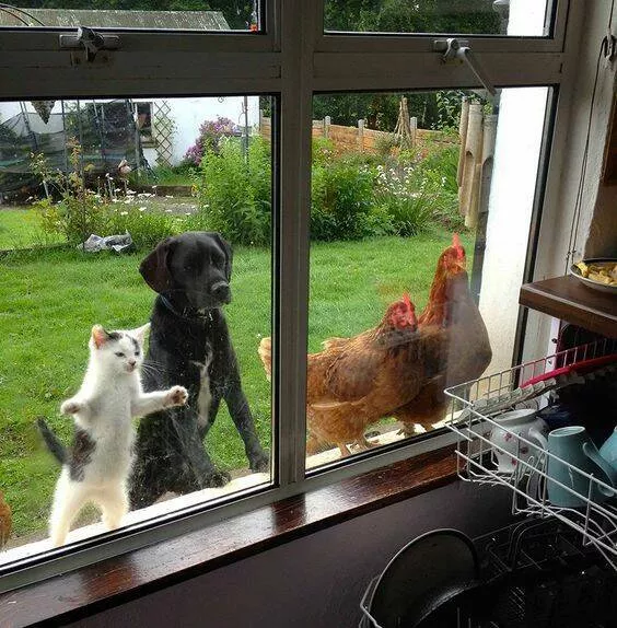 Picdump 764 - #10 They are waiting for the lunch
