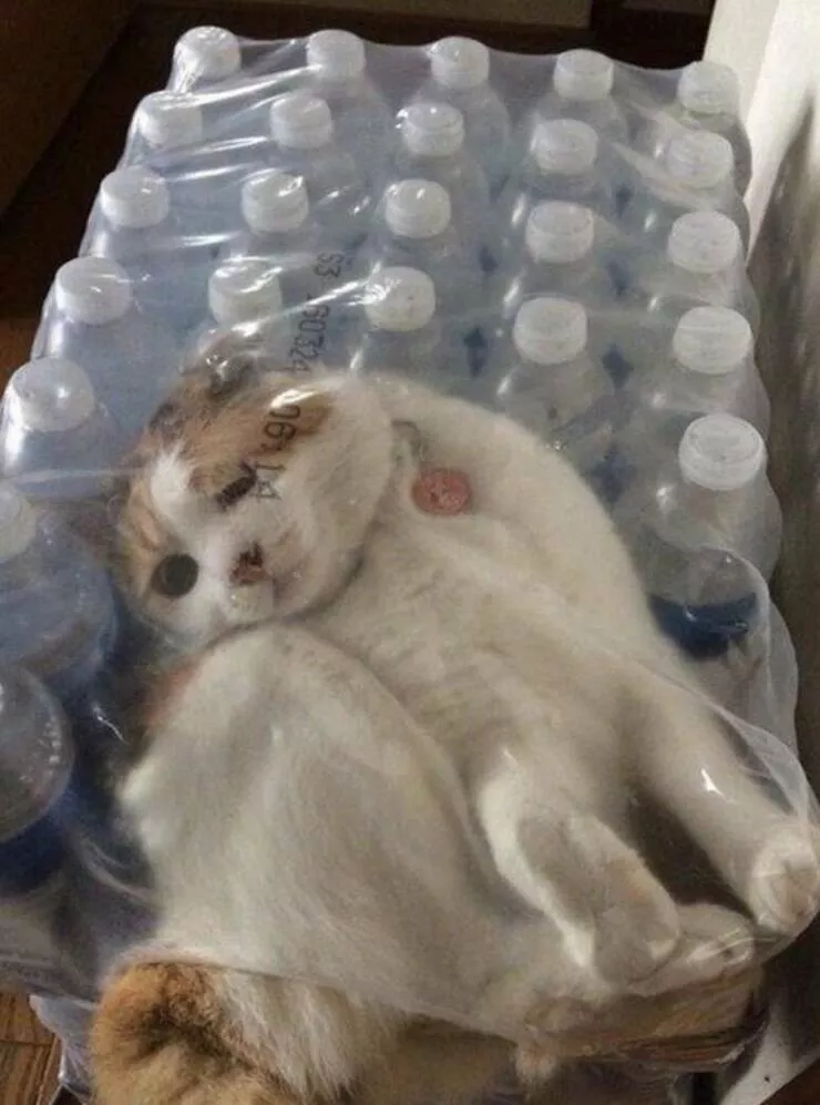 Picdump 764