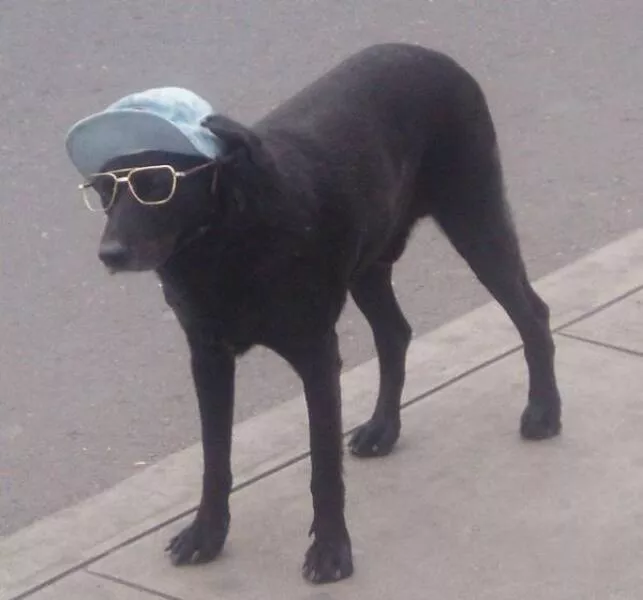 Picdump 766 - #44 Drôle de chien 