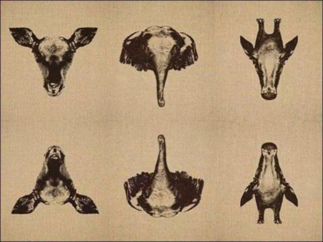 Regardez deux fois pour mieux comprendre ces images - #19 