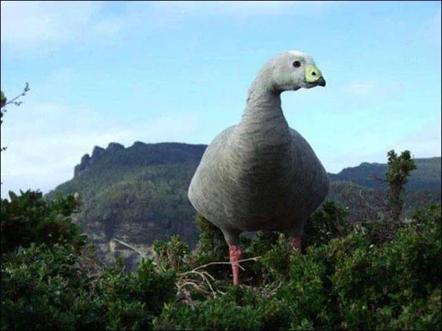 Look twice to better understand these images - #38 