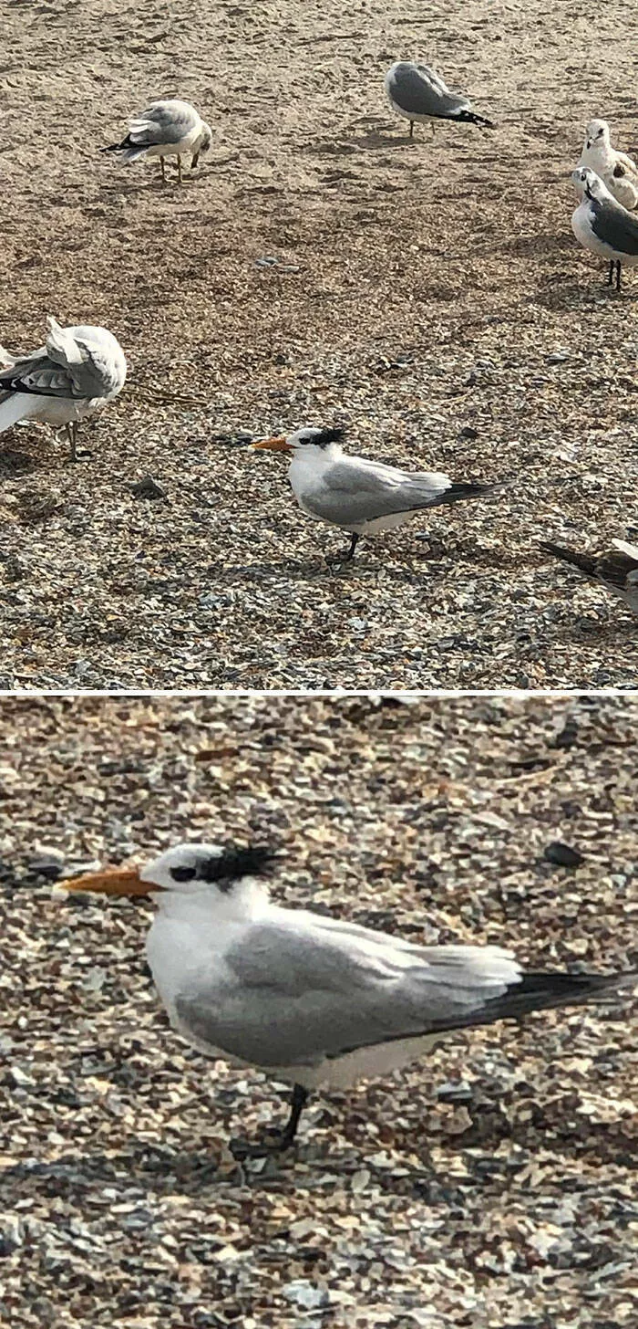 Doubles regards enchantes des moments qui exigent un deuxieme coup doeil - #14 Cet oiseau ressemble à Danny DeVito