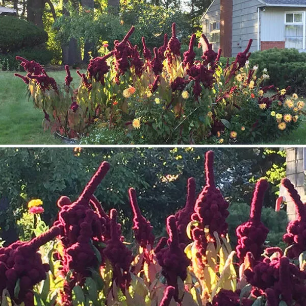 Double take delights moments that require a second glance - #15 This Plant Flips Me Off Every Morning On The Way To Work