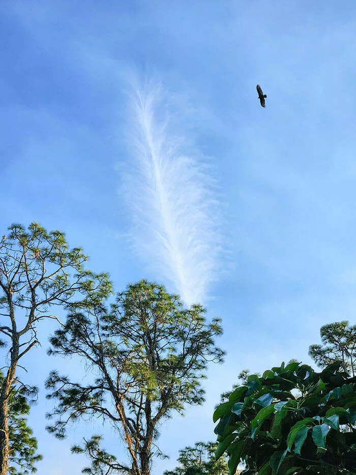 Double take delights moments that require a second glance - #21 I Was Taking A Picture Of This Cloud That Looks Like A Feather When A Bird Flew Into The Shot
