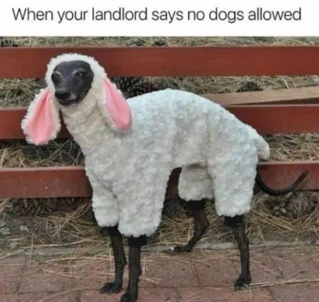 Guaranteed laughter the playful antics of these animals - #10 