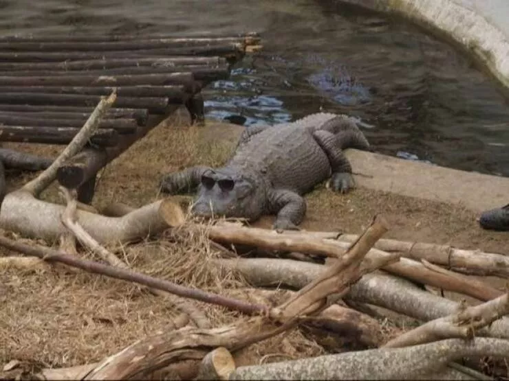 Guaranteed laughter the playful antics of these animals - #12 
