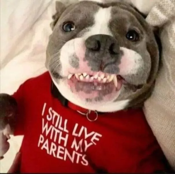 Rires assures les faceties amusantes de ces animaux - #13 