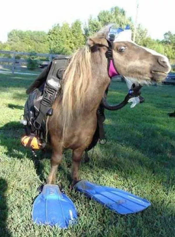 Guaranteed laughter the playful antics of these animals - #14 
