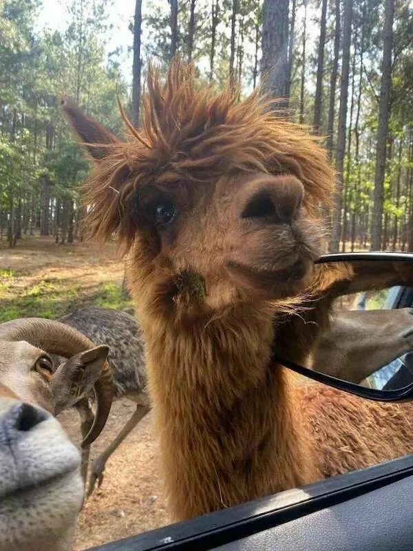 Rires assures les faceties amusantes de ces animaux - #16 