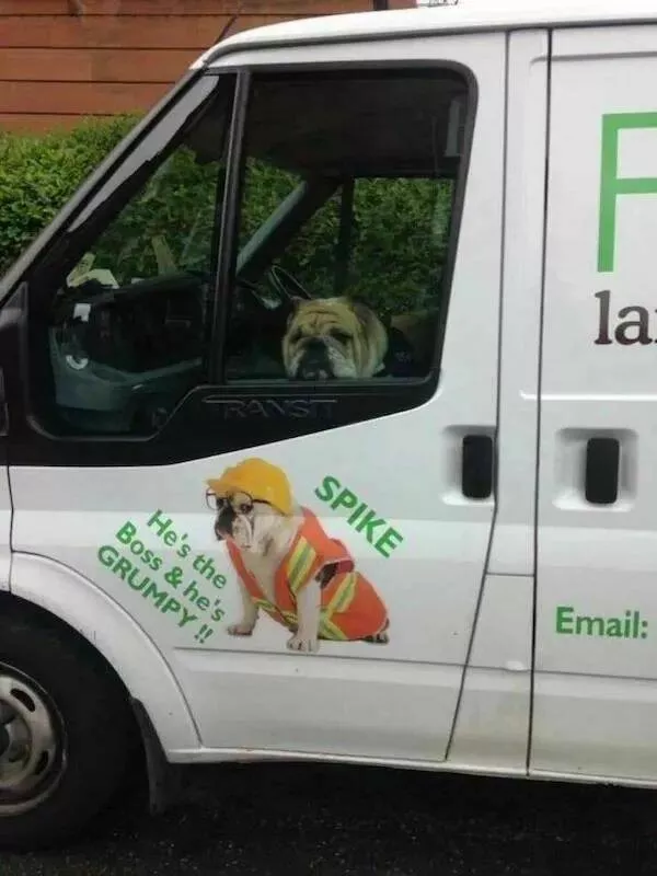 Rires assures les faceties amusantes de ces animaux - #17 