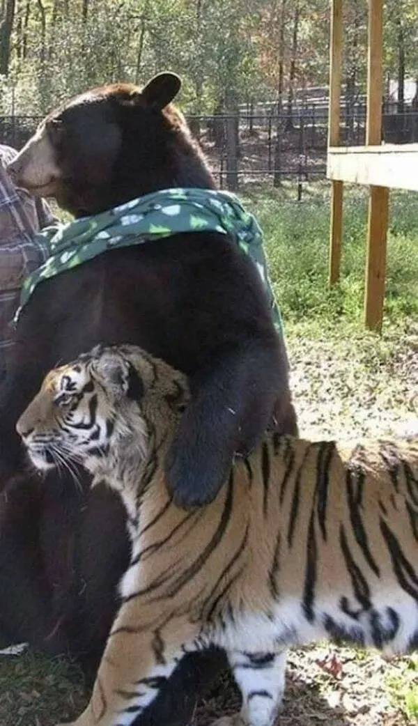 Rires assures les faceties amusantes de ces animaux - #18 