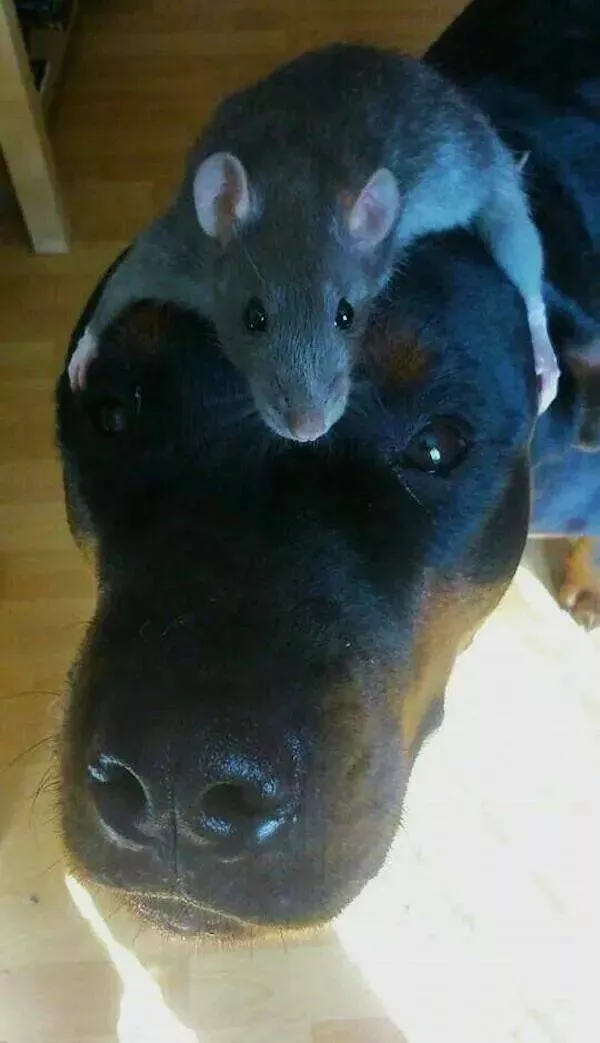 Rires assures les faceties amusantes de ces animaux - #19 