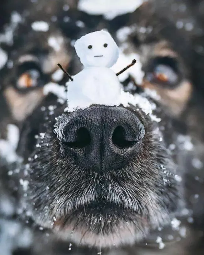 Rires assures les faceties amusantes de ces animaux - #2 