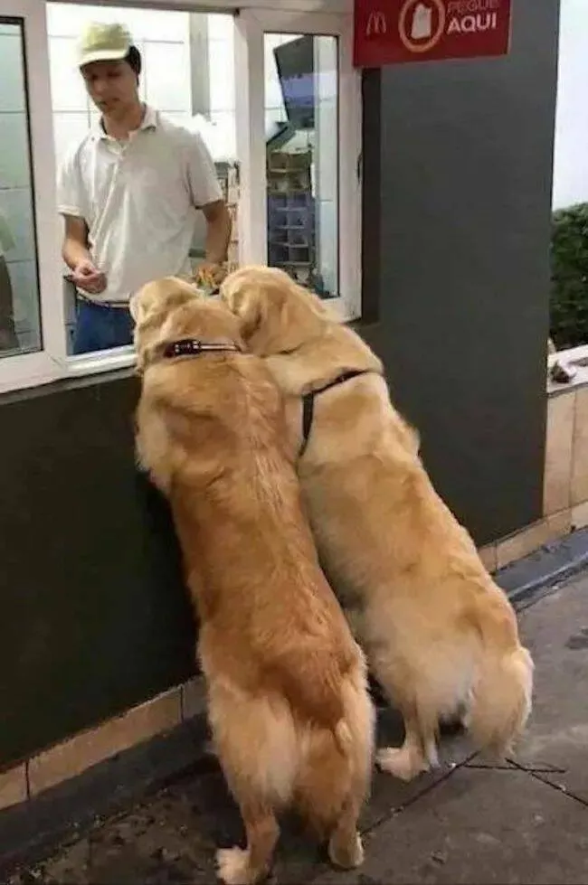 Guaranteed laughter the playful antics of these animals - #21 