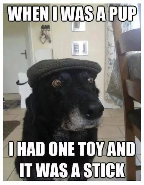 Guaranteed laughter the playful antics of these animals - #24 