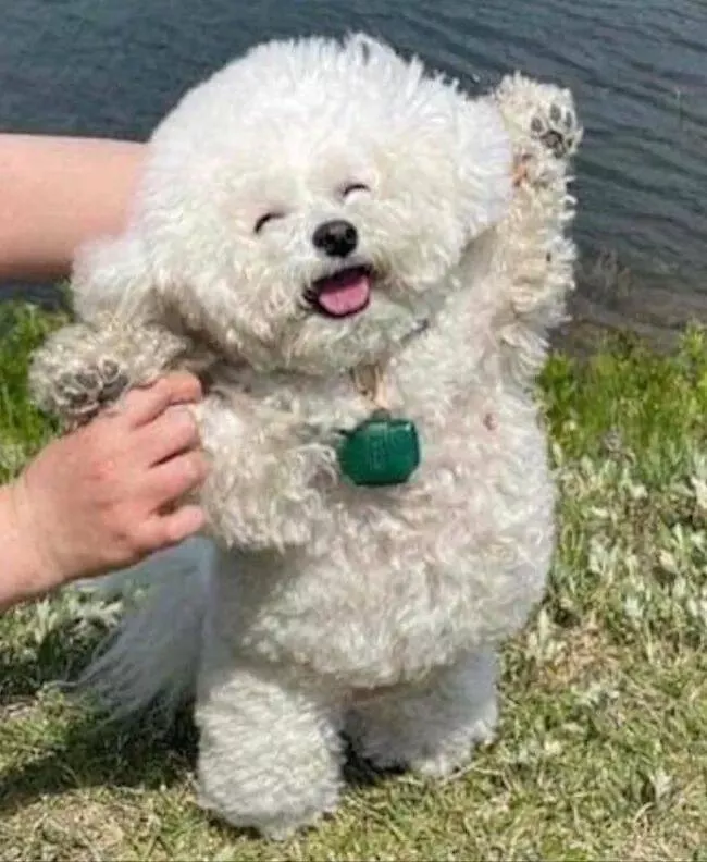 Guaranteed laughter the playful antics of these animals - #25 