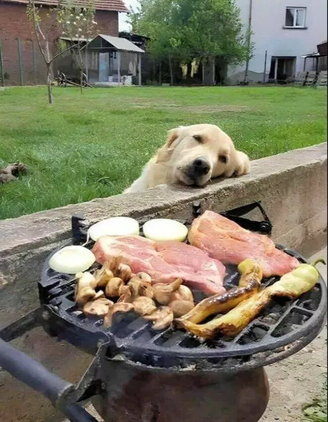 Guaranteed laughter the playful antics of these animals - #26 