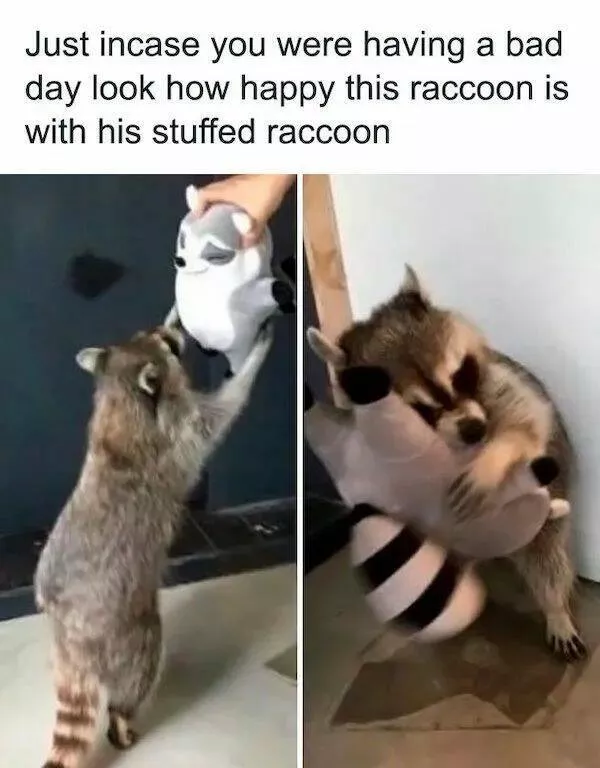 Guaranteed laughter the playful antics of these animals - #27 